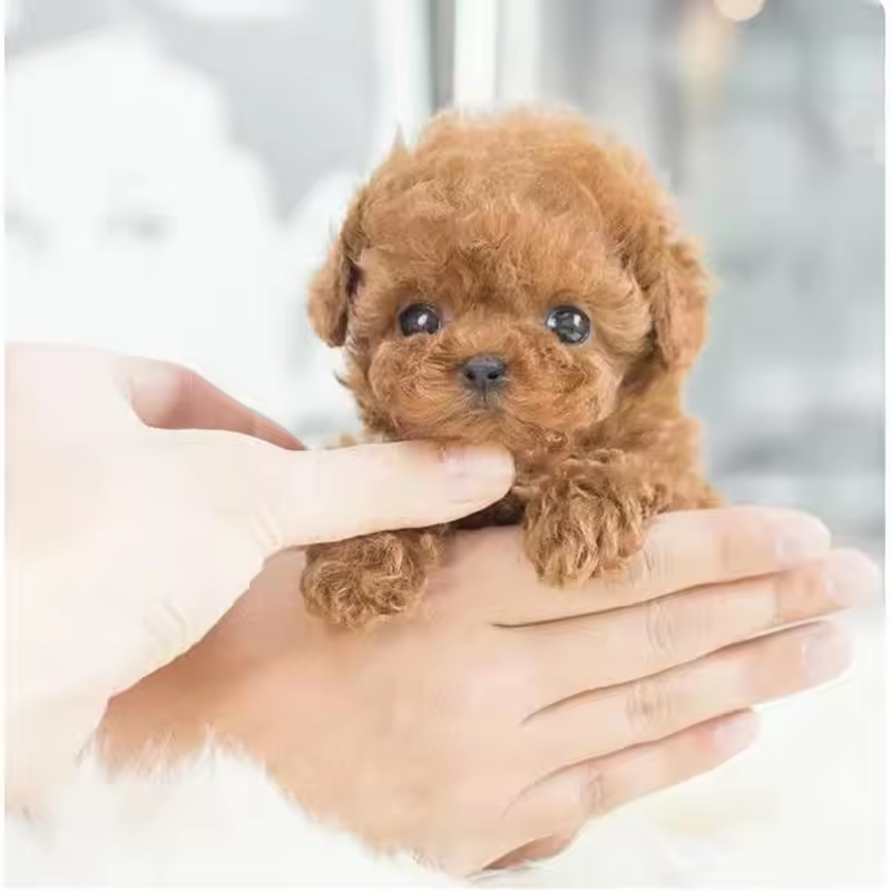 🎁Last Day Promotion 49% OFF🐶 My Realistic Robot Puppy